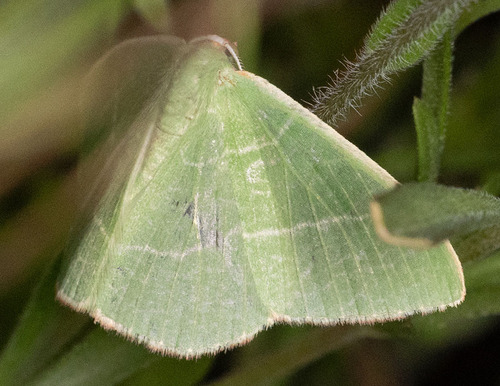 iNaturalist observation photo of Pink-margined Green