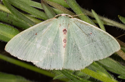 iNaturalist observation photo of Columbian Emerald