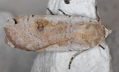 iNaturalist observation photo of Large Yellow Underwing