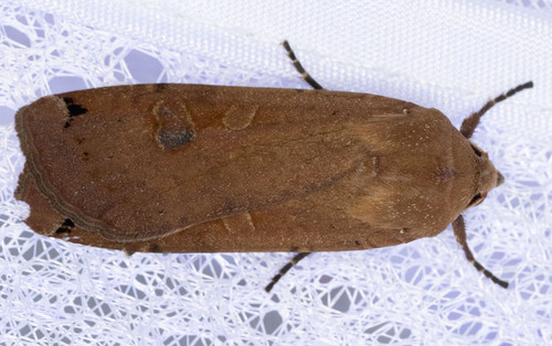 iNaturalist observation photo of Large Yellow Underwing