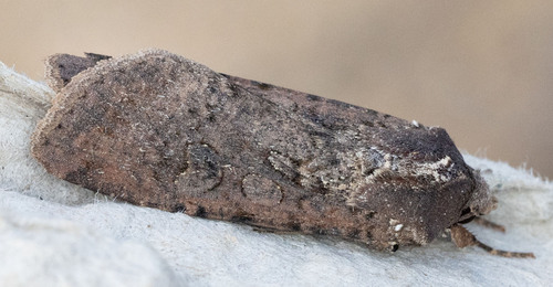 iNaturalist observation photo of Variegated Cutworm Moth