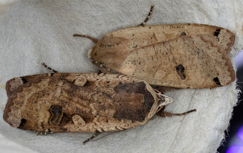 iNaturalist observation photo of Large Yellow Underwing