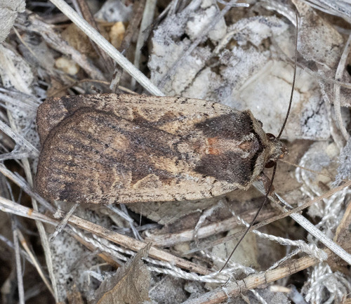 iNaturalist observation photo of Large Yellow Underwing