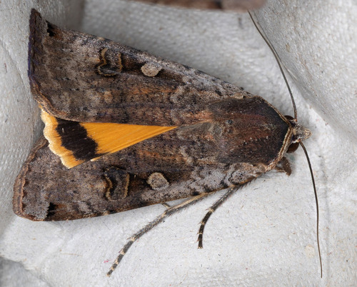 iNaturalist observation photo of Large Yellow Underwing