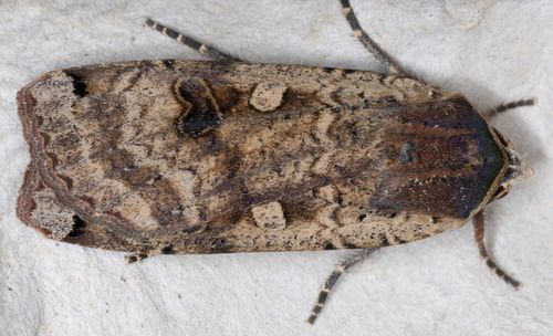 iNaturalist observation photo of Large Yellow Underwing