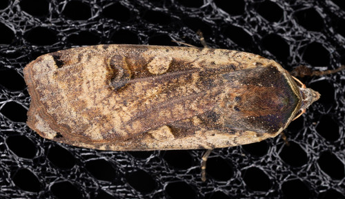 iNaturalist observation photo of Large Yellow Underwing