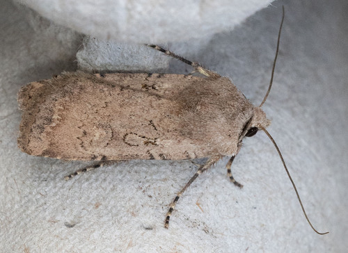 iNaturalist observation photo of Cutworm Moths and Allies