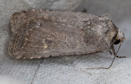 iNaturalist observation photo of Cutworm Moths and Allies
