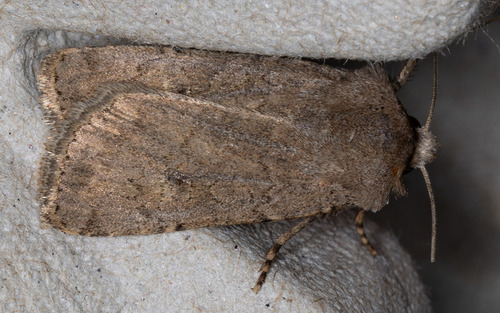 iNaturalist observation photo of Cutworm Moths and Allies