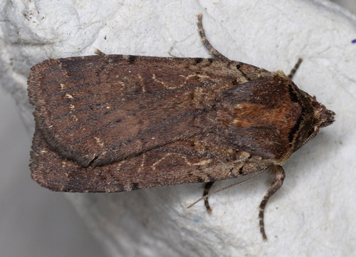 iNaturalist observation photo of Cutworm Moths and Allies