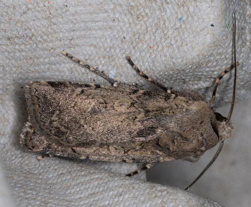 iNaturalist observation photo of Cutworm Moths and Allies