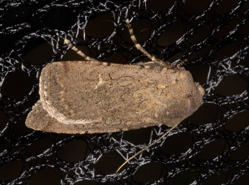 iNaturalist observation photo of Cutworm Moths and Allies