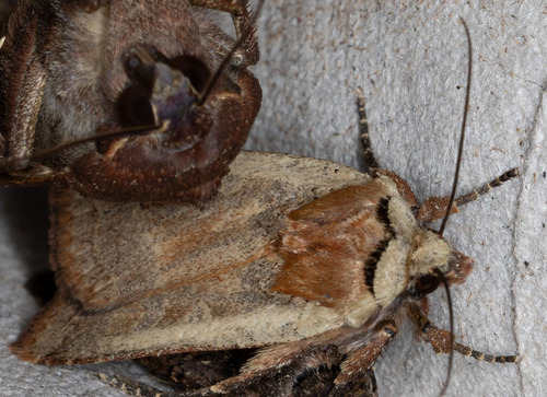 iNaturalist observation photo of Noctuini