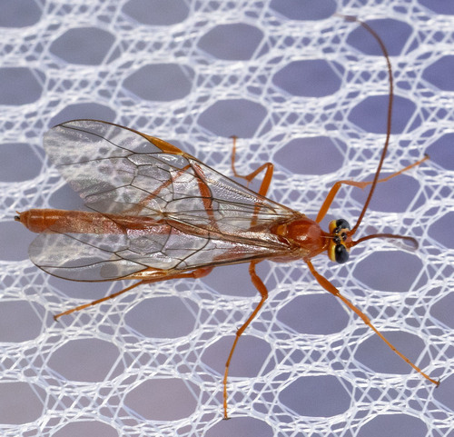 iNaturalist observation photo of Ichneumonid Wasps