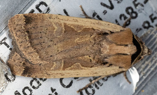iNaturalist observation photo of Parabagrotis formalis