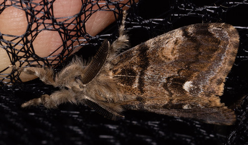 iNaturalist observation photo of Western tussock moth
