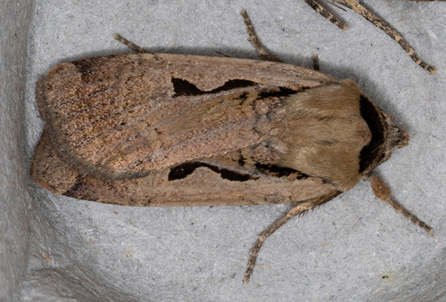 iNaturalist observation photo of Parabagrotis formalis
