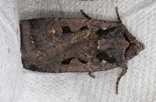 iNaturalist observation photo of Noctuina
