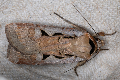 iNaturalist observation photo of Parabagrotis formalis