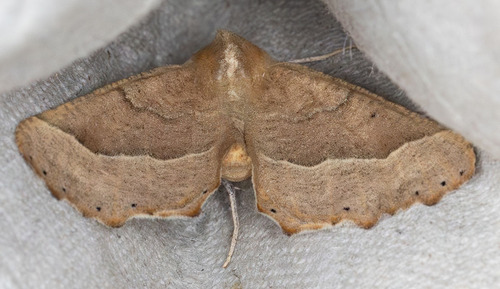 iNaturalist observation photo of Pero Moths
