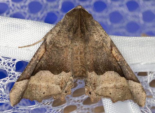 iNaturalist observation photo of Pero Moths