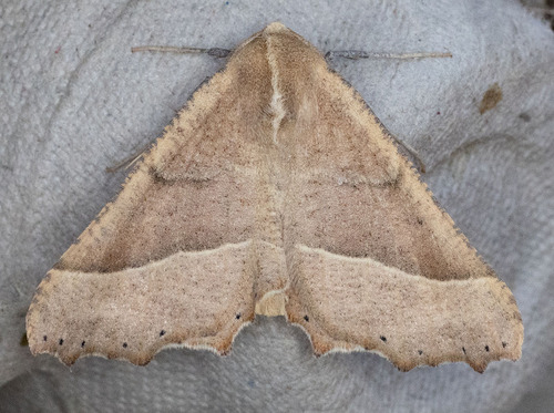 iNaturalist observation photo of Pero Moths