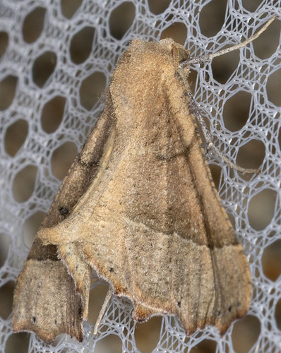 iNaturalist observation photo of Pero radiosaria