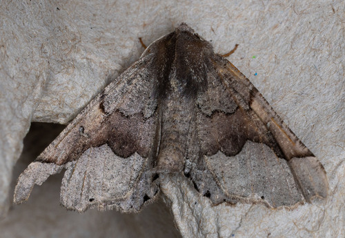 iNaturalist observation photo of Pero Moths