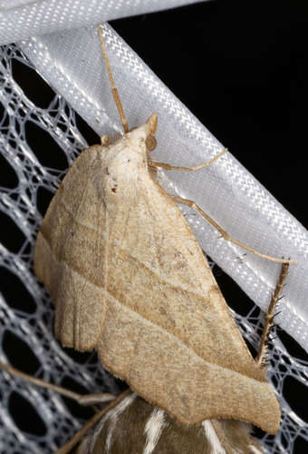 iNaturalist observation photo of Pherne