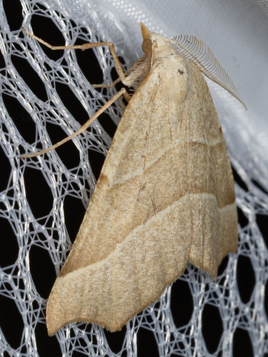 iNaturalist observation photo of Pherne