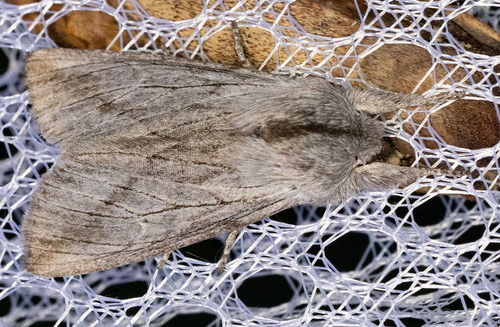 iNaturalist observation photo of Cutworm Moths and Allies