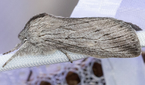 iNaturalist observation photo of Pleromella opter