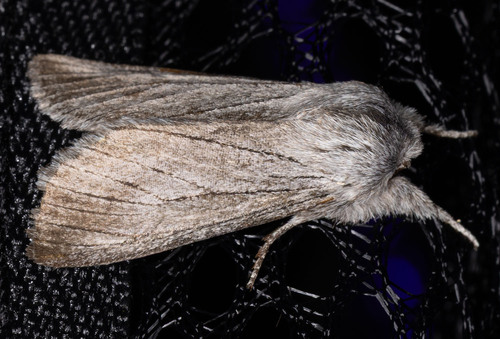 iNaturalist observation photo of Pleromella opter