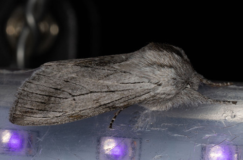 iNaturalist observation photo of Pleromella opter