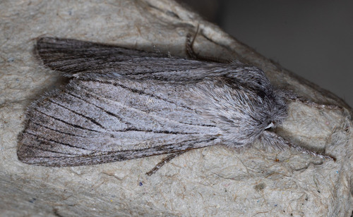 iNaturalist observation photo of Pleromella opter