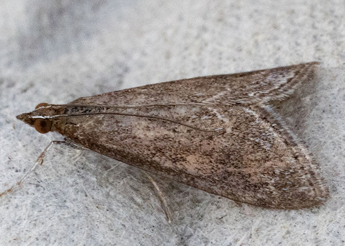 iNaturalist observation photo of Frosted Pyrausta