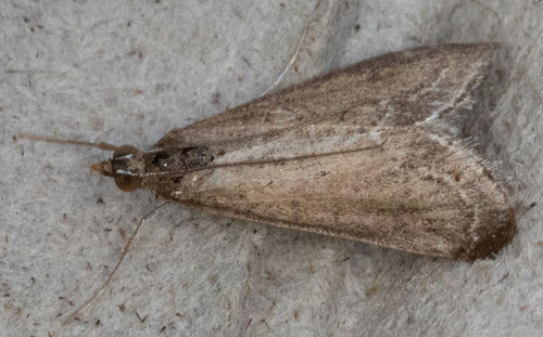 iNaturalist observation photo of Frosted Pyrausta