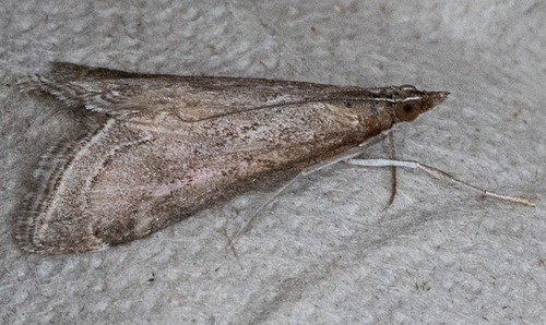 iNaturalist observation photo of Frosted Pyrausta