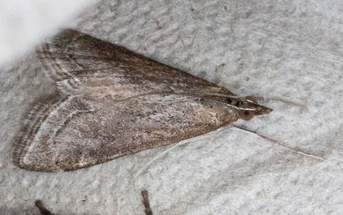iNaturalist observation photo of Frosted Pyrausta