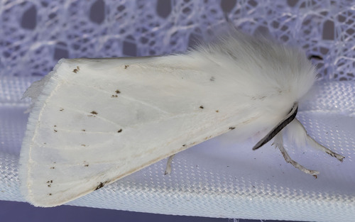 iNaturalist observation photo of Vestal Tiger Moth