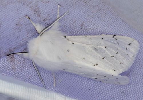 iNaturalist observation photo of Vestal Tiger Moth