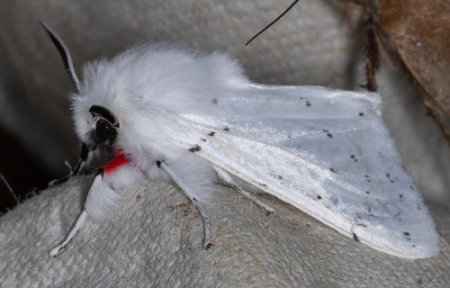 iNaturalist observation photo of Vestal Tiger Moth