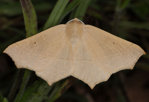 iNaturalist observation photo of Slant-Lines