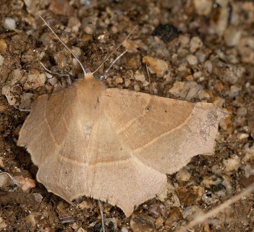 iNaturalist observation photo of Slant-Lines