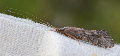 iNaturalist observation photo of Caddisflies