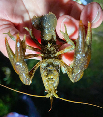 Lacunicambarus thomai