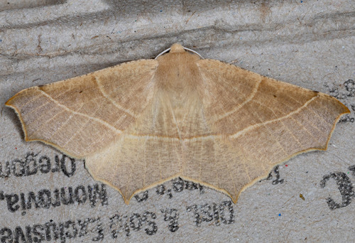 iNaturalist observation photo of Slant-Lines