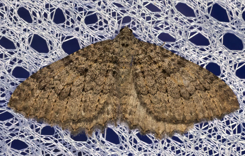 iNaturalist observation photo of Tissue Moth
