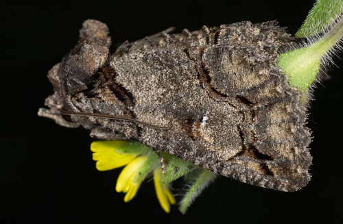 iNaturalist observation photo of Zale termina