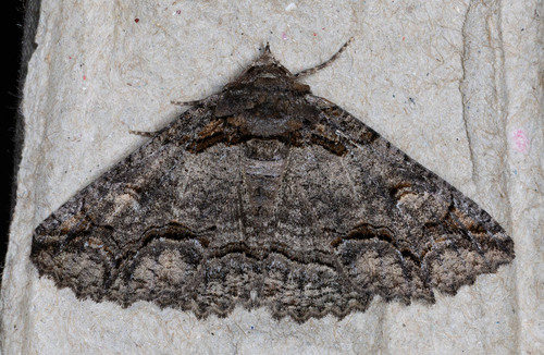 iNaturalist observation photo of Zale termina